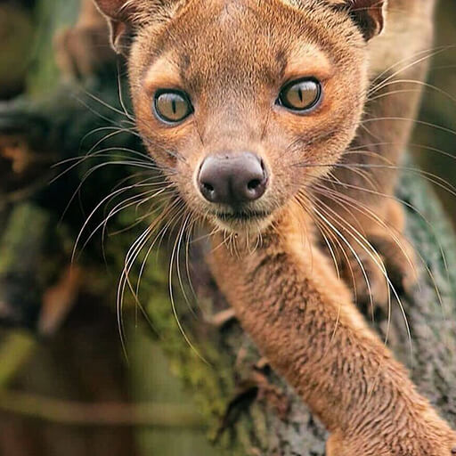 fossa